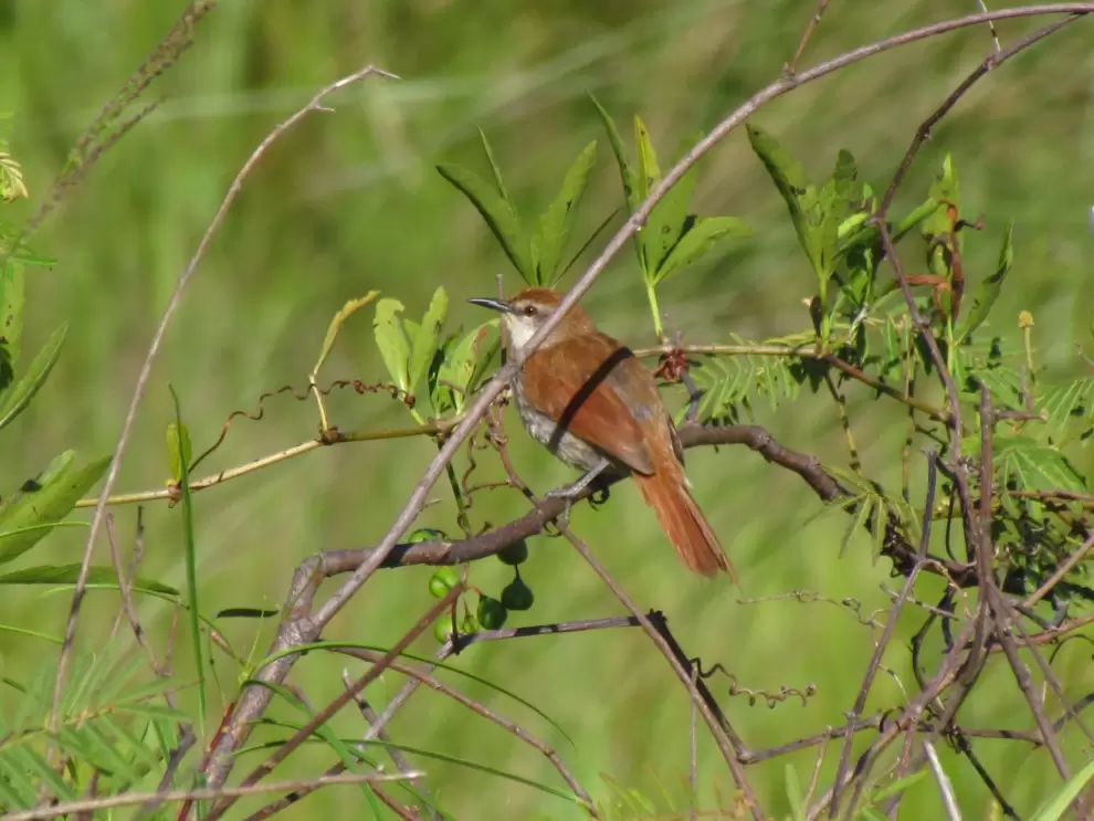Certhiaxis cinnamomeus. Rebeca Irala