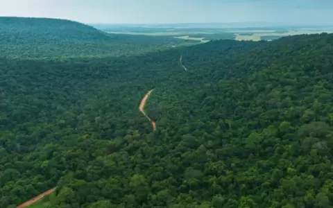 Bosques de Paraguay.