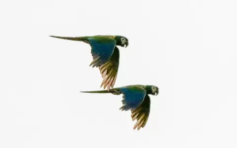 Maracan� cuello dorado, pareja en vuelo.