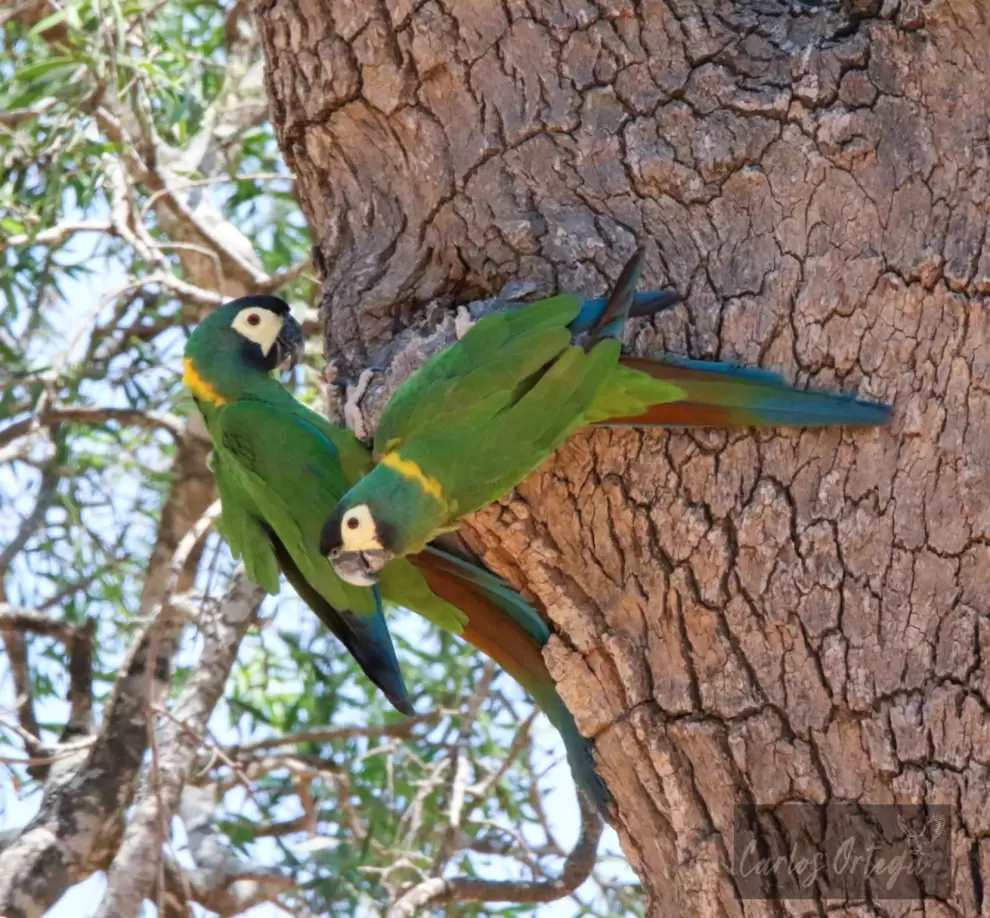 Primolius auricollis en corteza de �rbol. Foto: Carlos Ortega.