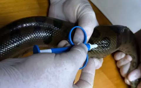Microchips para monitorear la poblaci�n de mb�i jagua en el Refugio Biol�gico de Mbaracay�.