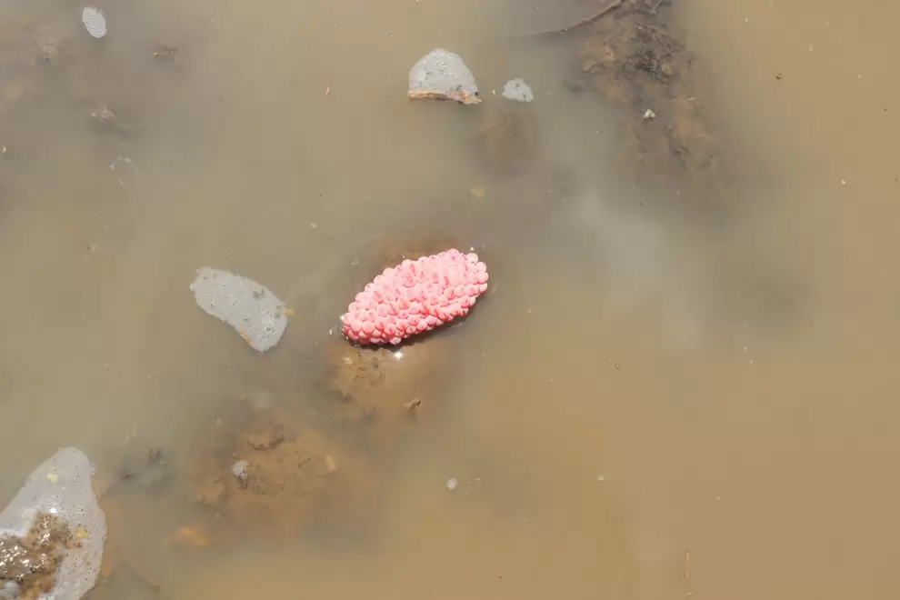 Huevos de pomacea, mas rosados. Foto: Lidia P�rez de Molas.