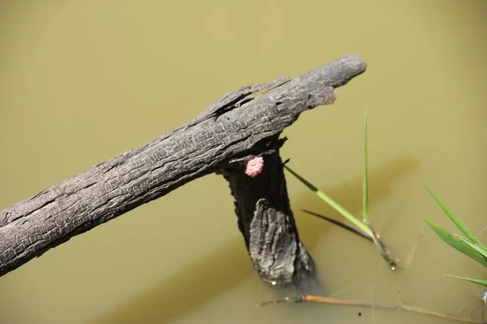 Huevos de caracol un poco mas alejados el agua. Foto: Lidia P�rez de Molas.