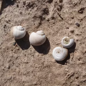 Sobre los caracoles de agua dulce, sus conchas y sus huevos