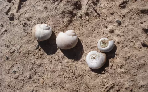 Carocoles pomacea y marisa.