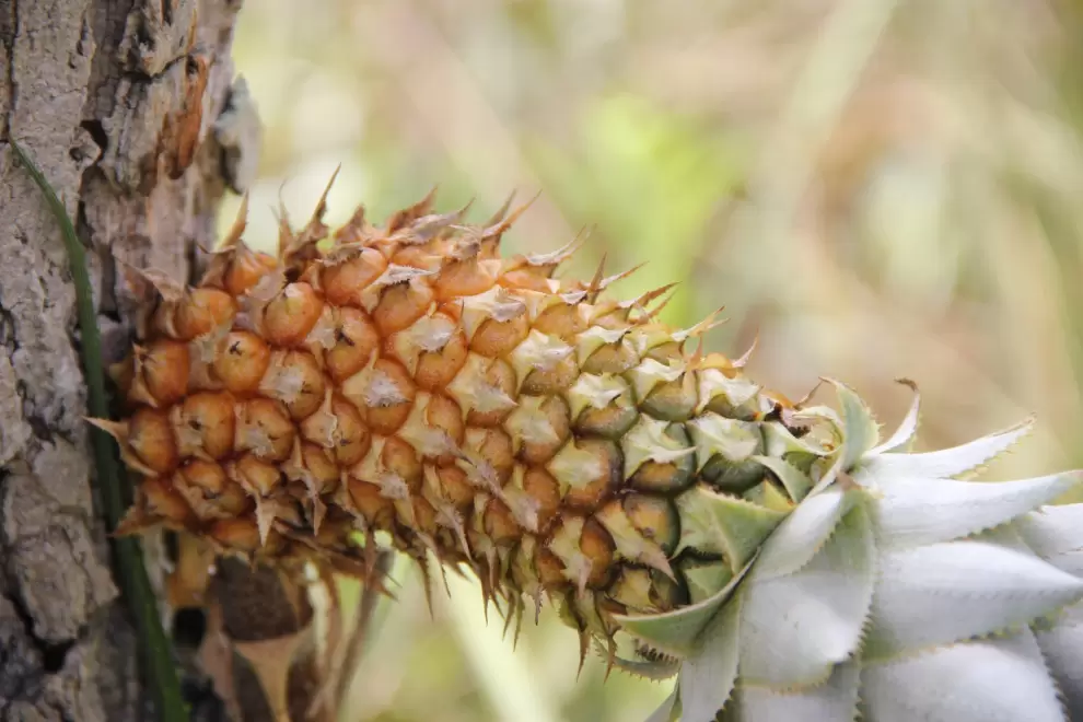 Piña silvestre (ananas ananasoides). Foto: Lidia Pérez de Molas.