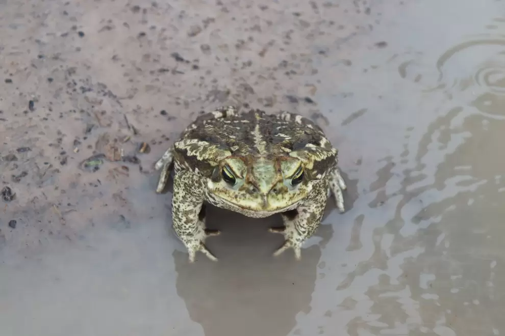 Gran variedad de sapos, ranas y escuerzos (anfibios). Foto: Lidia Pérez de Molas.