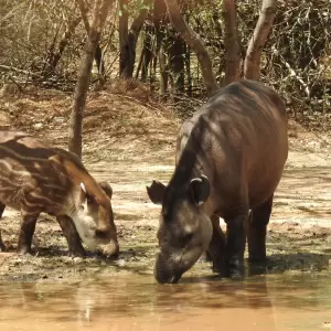 Paraguay y su vida silvestre: Un patrimonio natural que debemos proteger
