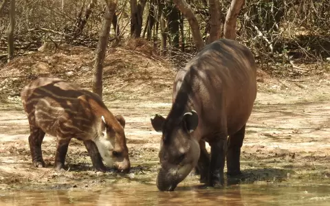Mborevi o tapir, madre con su cr�a.
