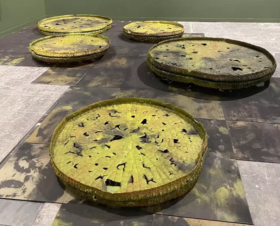 Miguel Ángel Rojas, del proyecto El nuevo Dorado (Desembocadura del Amazonas), 2012-2026. Cortesía
