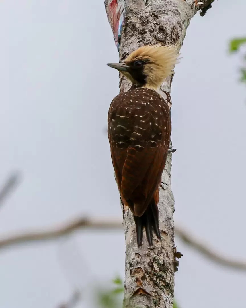 Celeus lugubris. Foto: Carlos Ortega.