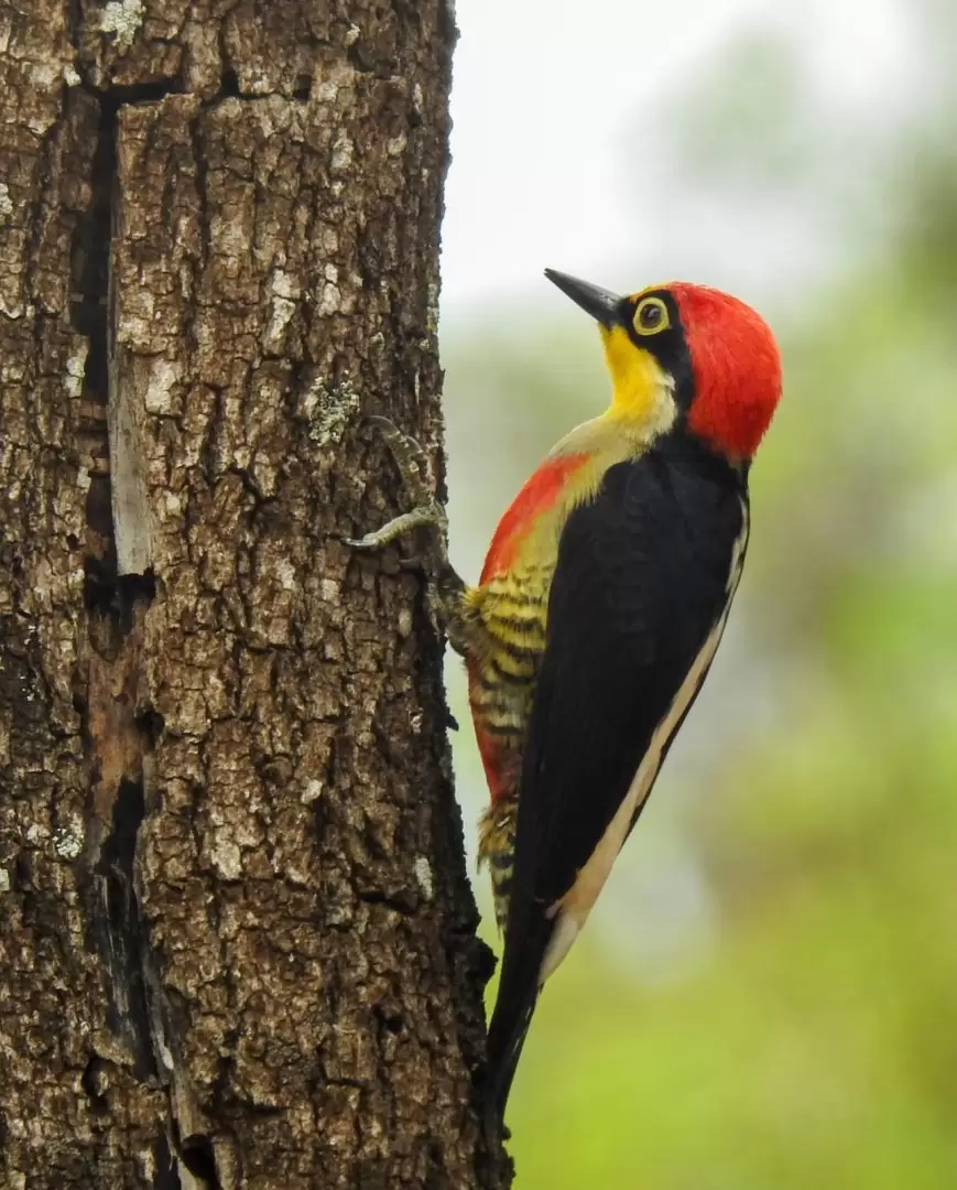 Melanerpes cactorum. Foto: Carlos Ortega