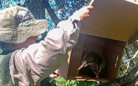 Desde el Mades recuerdan la importancia de mantener una convivencia responsable con la fauna silvestre.