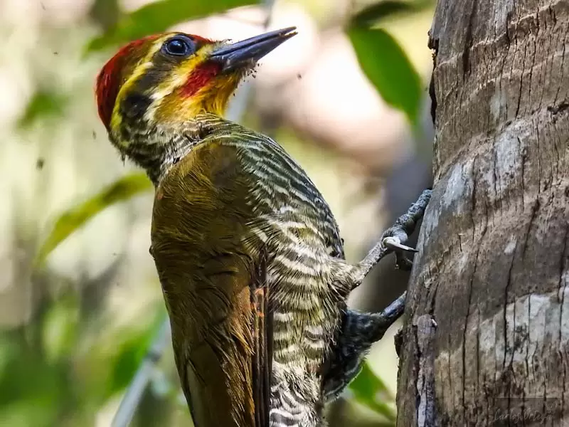 Carpintero verde.