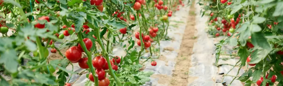 Tomates.