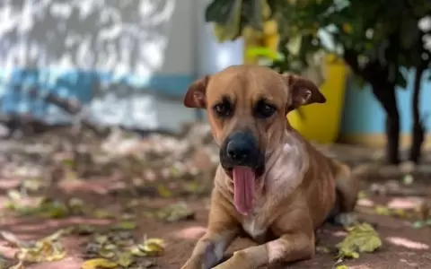 La perrita Canela que fue v�ctima de pirotecnia y tuvo que ser sometida a operaci�n.