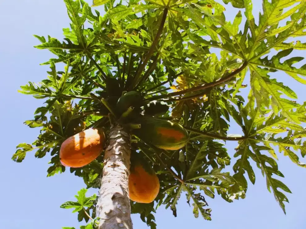 Papaya -mamón. Foto: academianutricionydietetica.org