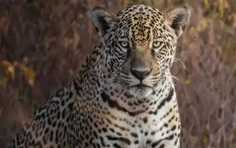 El jaguar es, junto al tapir y el oso hormiguero, una de las especies protegidas reconocido por la UNESCO como Patrimonio Natural de la Humanidad.