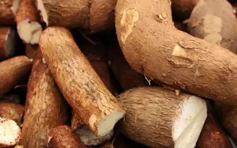 Producci�n de mandioca.