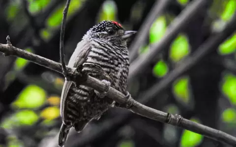 Carpinterito com�n.