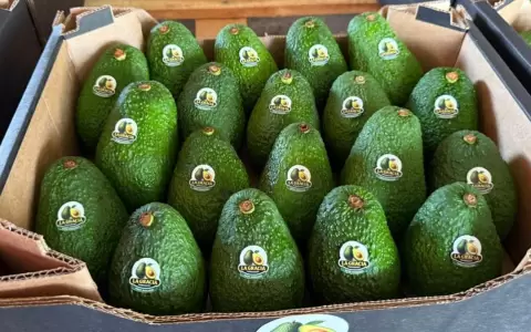 Aguacate paraguayo a la Argentina.
