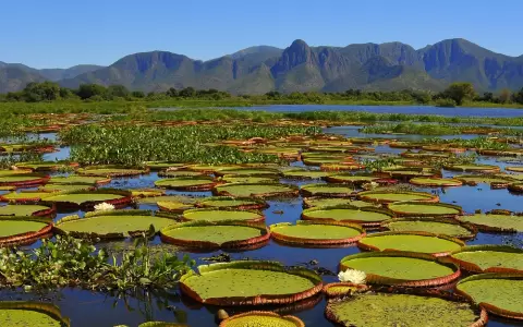 Pantanal paraguayo.
