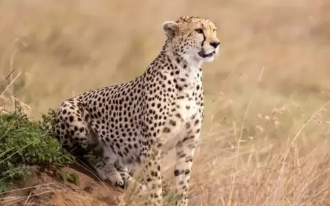 El gepardo fue inclu�do en la lista de animales que necesitan protecci�n.