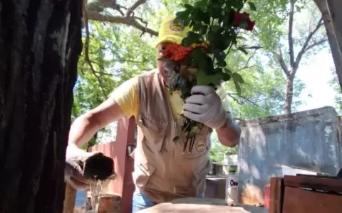 Lucha contra el dengue.