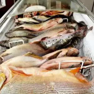 Semana Santa activa el negocio del pescado en Remanso y acelera las ventas de temporada