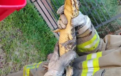 Un peque�o yacar� fue hallado en el patio de una vivienda en San Antonio y caus� susto y preocupaci�n.
