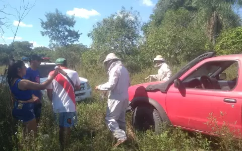 Un hombre falleci� tras ser atacado por un enjambre de abejas en Pilar.