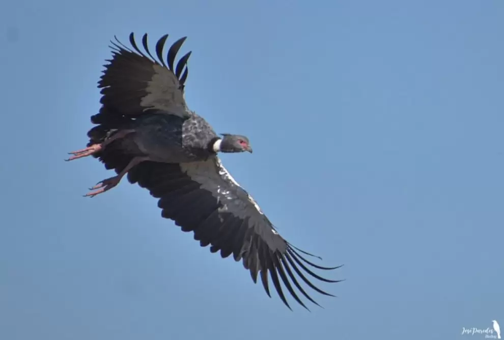 Chaja en vuelo. Foto: José María Paredes.