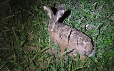 Liebre europea o tapiti guasu, especie ex�tica invasora.