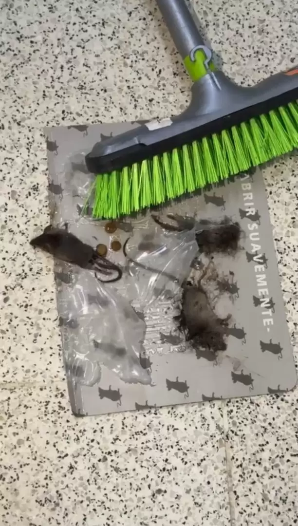 Ratas en Luisito.