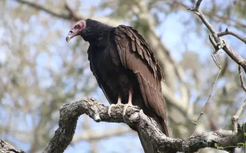 Jote de cabez roja.