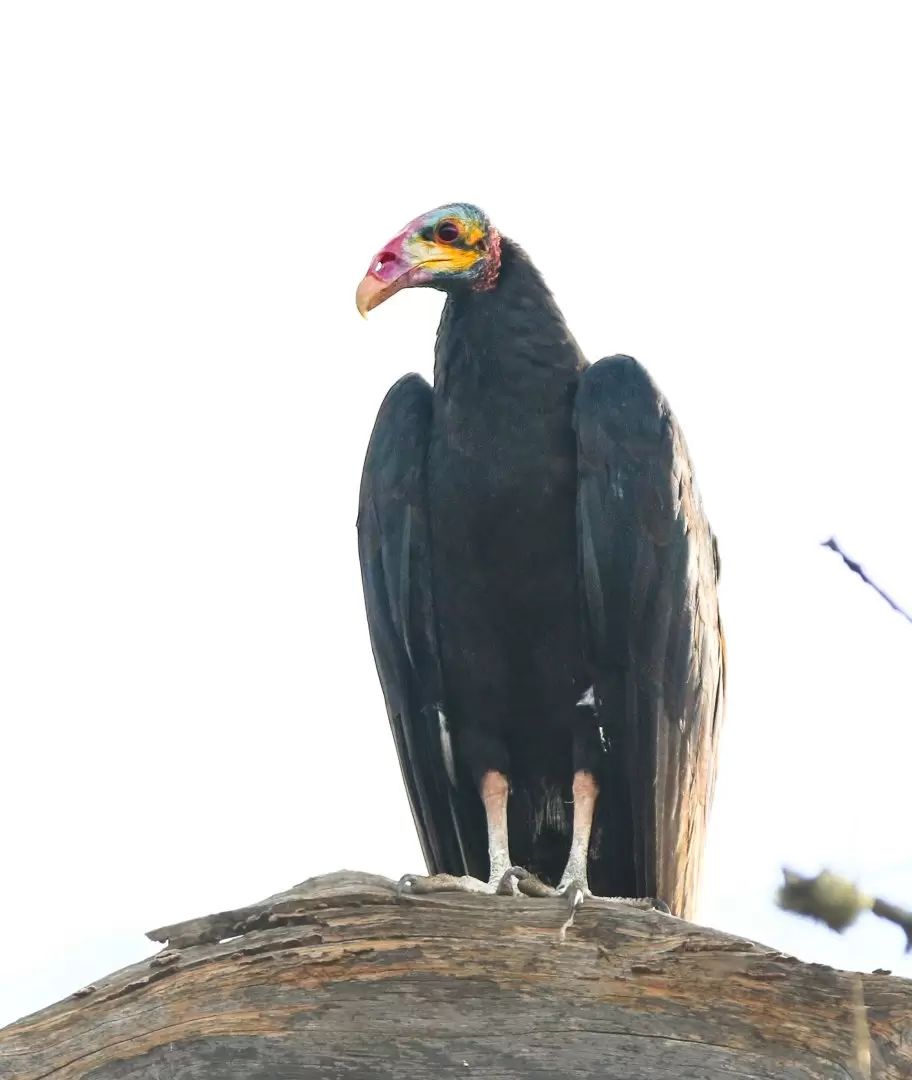 Cathartes burrovianus