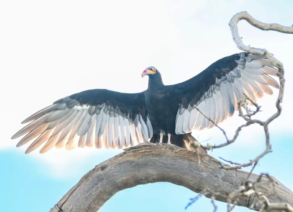Cathartes burrovianus alas desplegadas.
