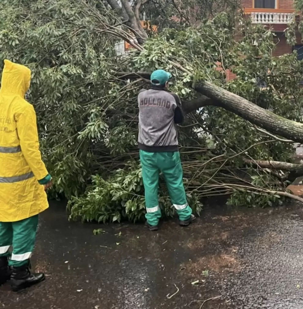 �rboles ca�dos en Asunci�n por temporal.