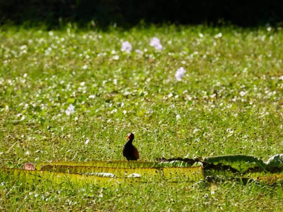Una jacana caminando sobre el irup�. Foto: Patricia Roche.
