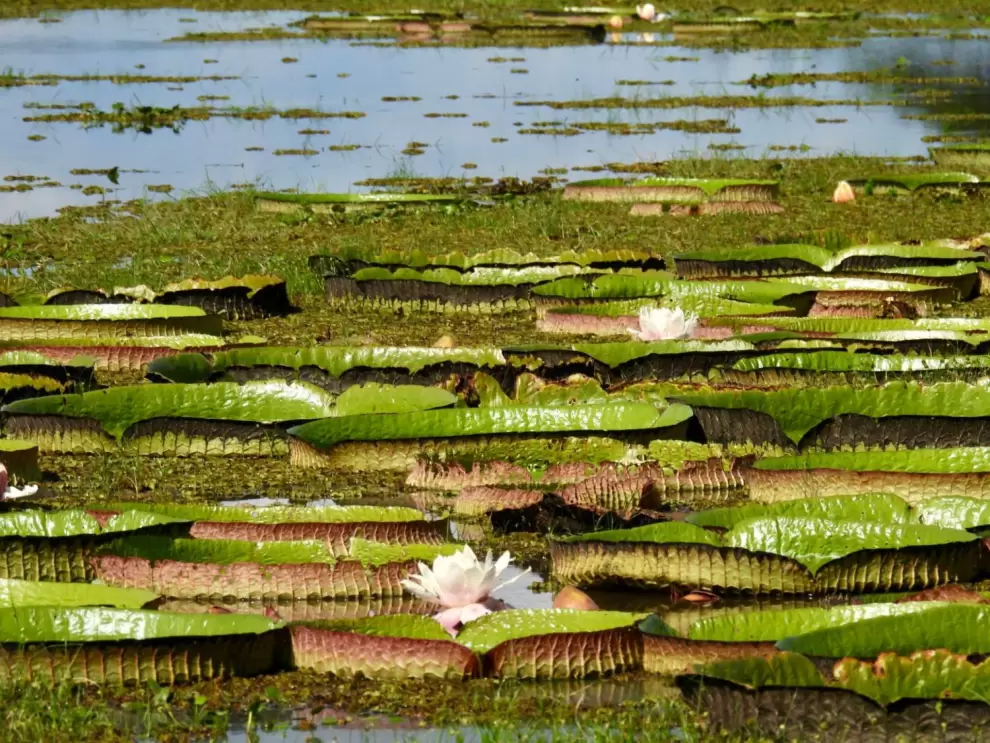 Irup�s en flor flotando en la laguna. Foto: Patricia Roche.