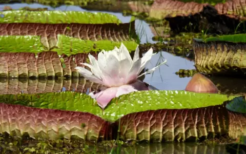 Flor del irup� y su plataforma.