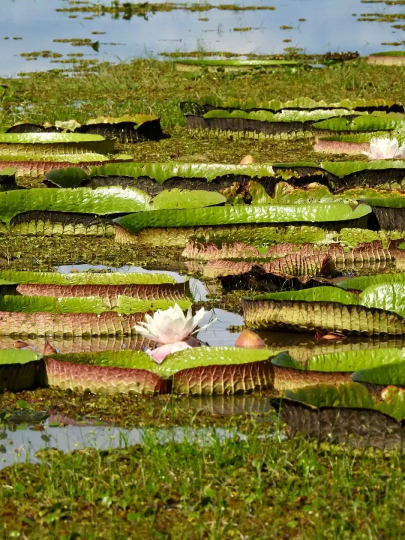No todos los irup�s est�n floreciendo. Foto: Patricia Roche.