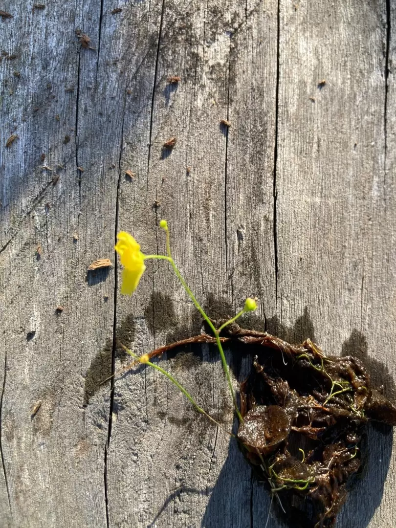 Utricularia acu�tica.Foto: Mar�a Vera.