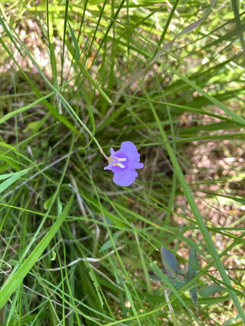 Utricularia palustre, sus ra�ces en la tierra h�meda. Foto: Mar�a Vera.