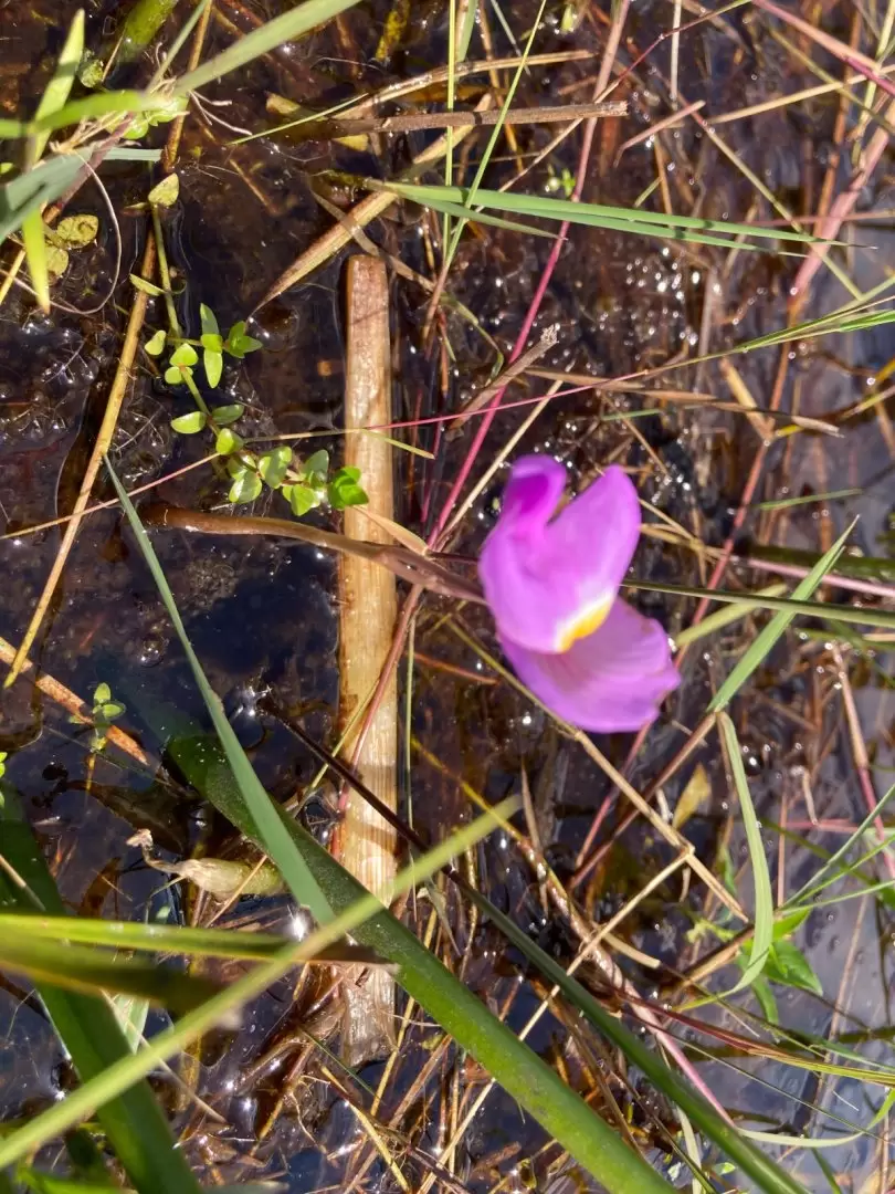 Utricularia totalmente acu�tica y sin contacto con la tierra . Foto: Mar�a Vera.