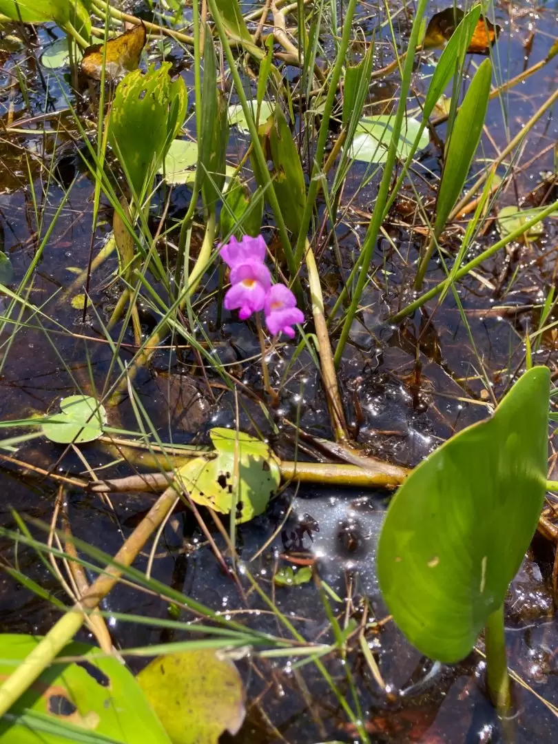 Utricularia entre los camalotes.Foto: Mar�a Vera.