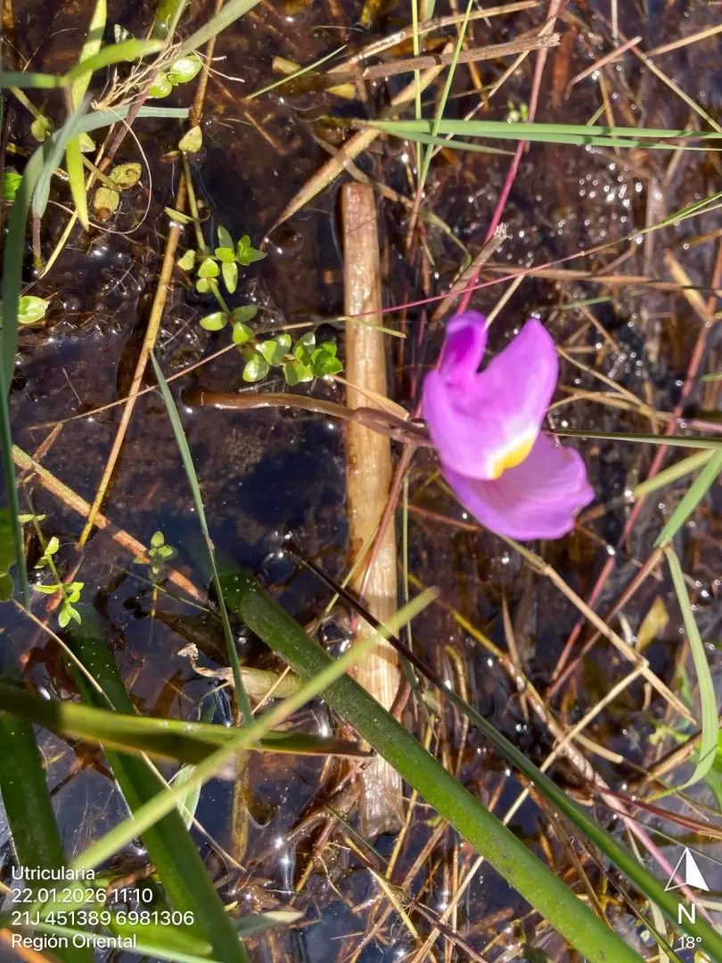 Utricularia o bladderwort. Foto: Mar�a Vera.