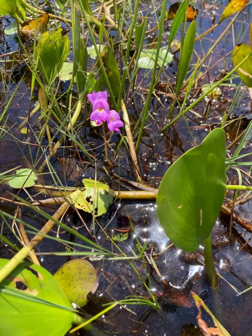 Utricularia. Foto: Mar�a Vera.