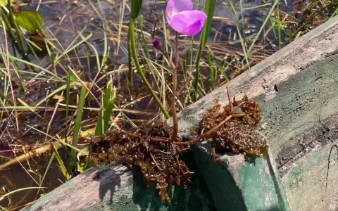 Utricularia en la vegetaci�n flotante.