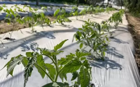 La iniciativa que es ejecutada por la Huerta Yataity.